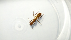 Camponotus silvicola