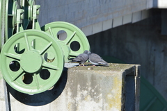 Columba livia domestica