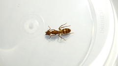 Camponotus silvicola