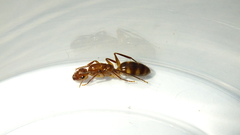 Camponotus silvicola