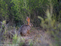 Bunolagus monticularis