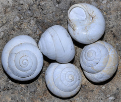 Sphincterochila candidissima