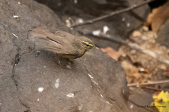 Phylloscopus griseolus