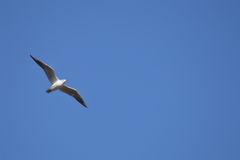 Chroicocephalus ridibundus