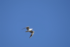 Chroicocephalus ridibundus