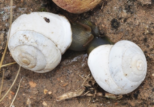 Sphincterochila baetica