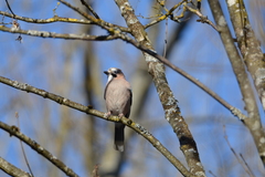 Garrulus glandarius