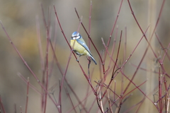 Cyanistes caeruleus