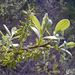 Salix lasiolepis lasiolepis - Photo (c) Thayne Tuason, algunos derechos reservados (CC BY-NC)