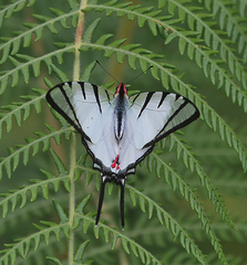 Graphium agetes