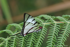 Graphium agetes
