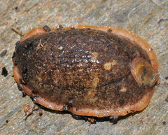 Testacella haliotidea