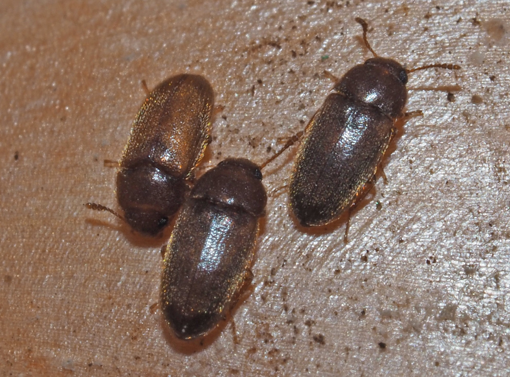Typhaea haagi