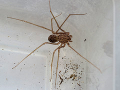 Scytodes univittata