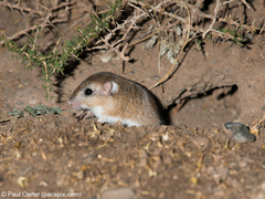 Desmodillus auricularis