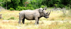 Ceratotherium simum