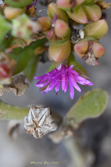 Delosperma versicolor
