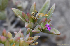 Delosperma versicolor