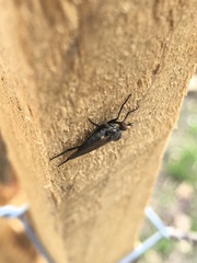 Empididae
