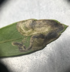 Phytomyza glabricola