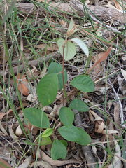 Pomaderris ligustrina