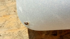 Psyllobora vigintimaculata