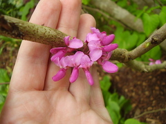Cercis chinensis