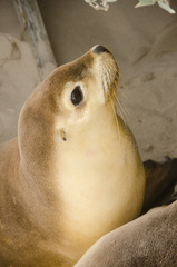 Australian Sea Lion photo 4