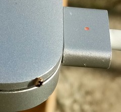 Psyllobora vigintimaculata