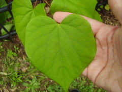 Cercis chinensis