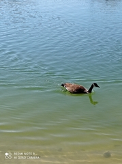 Branta canadensis