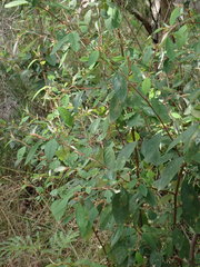 Pomaderris ligustrina