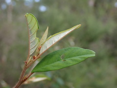 Pomaderris ligustrina