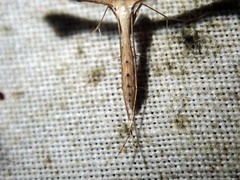 Stenoptilodes taprobanes