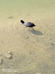 Fulica atra