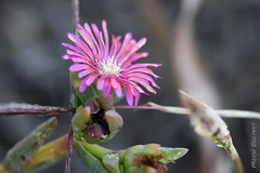 Delosperma acuminatum