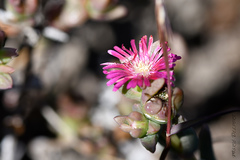 Delosperma acuminatum