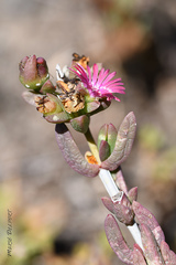 Delosperma acuminatum