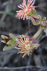 Delosperma acuminatum