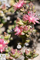Delosperma acuminatum