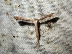 Stenoptilodes taprobanes