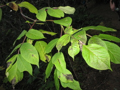 Sambucus racemosa racemosa