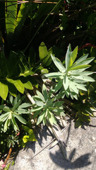 Euphorbia glauca