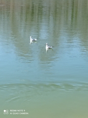 Chroicocephalus ridibundus