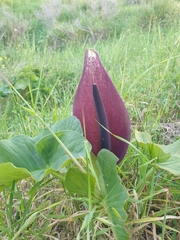 Arum palaestinum