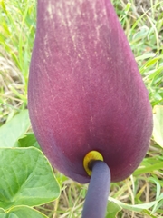 Arum palaestinum