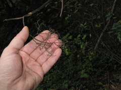 Sambucus racemosa racemosa