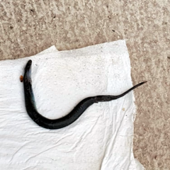 Chalcides chalcides