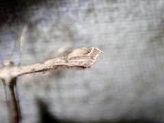 Stenoptilodes taprobanes