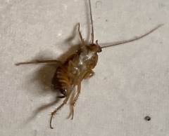 Blattoidae